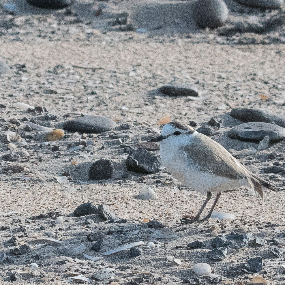 Gravelot à front blanc ((White-fronted plover, Charadrius marginatus), adulte en plumage nuptial, Möve bay, Skeleton Coast National Park, Namibie.